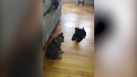 Ultimate Fight: A Kitten VS A Puppy