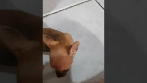 CORTARAM DEMAIS O RABINHO DA MINHA PINSCHER ZERO #shorts