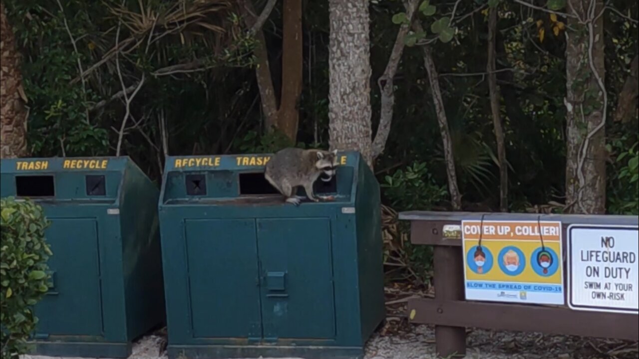 Cute Raccoon Eating Scraps from Beach Trash