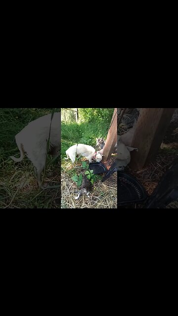 Symphony of the Mews