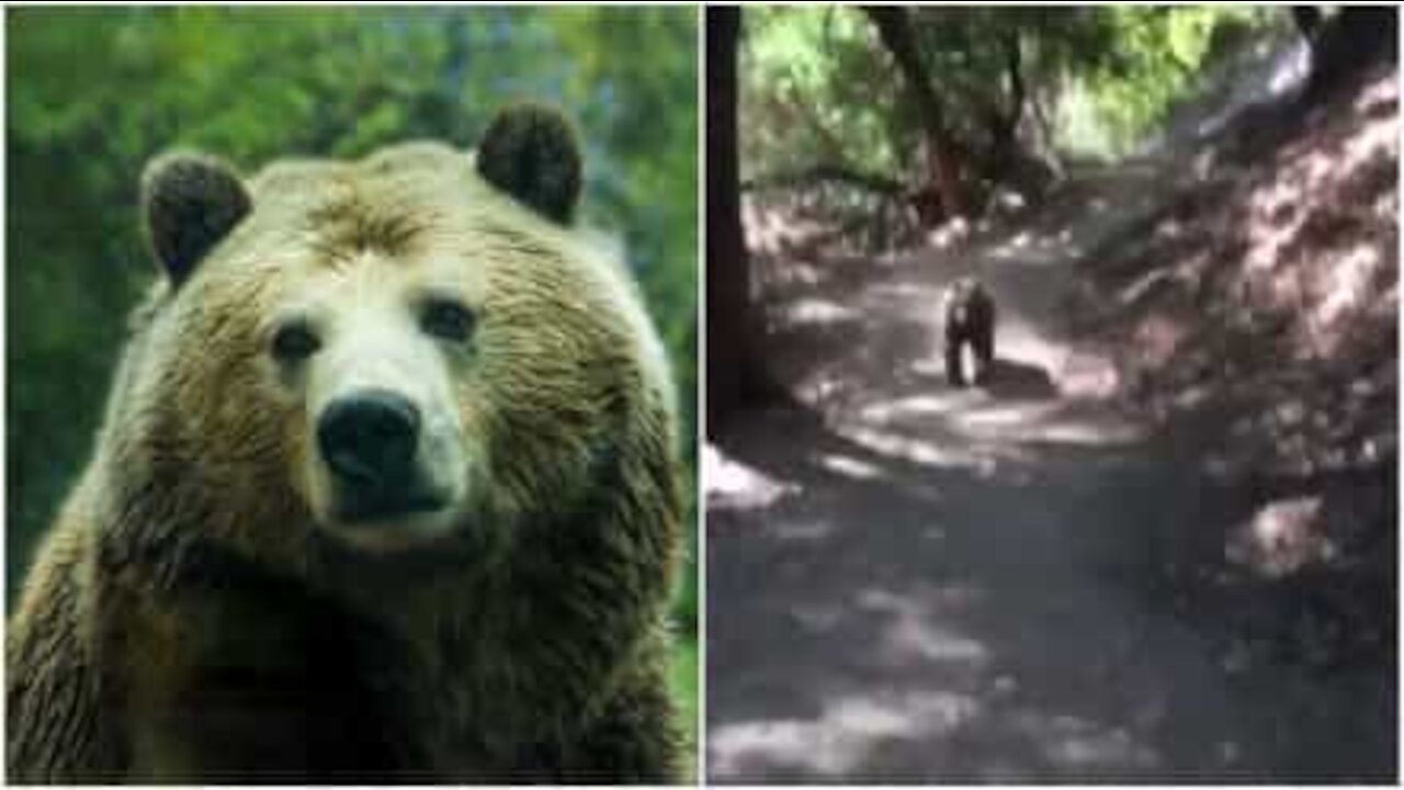 Orso spaventa a morte una famiglia durante una passeggiata