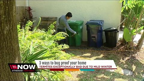 Mild winter making termites worse in Tampa Bay, here's how to protect your home