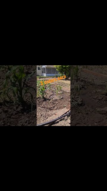 3 sisters corn #shortsvideo #garden #tips #organic #socialmedia #corn @TalkwithSally