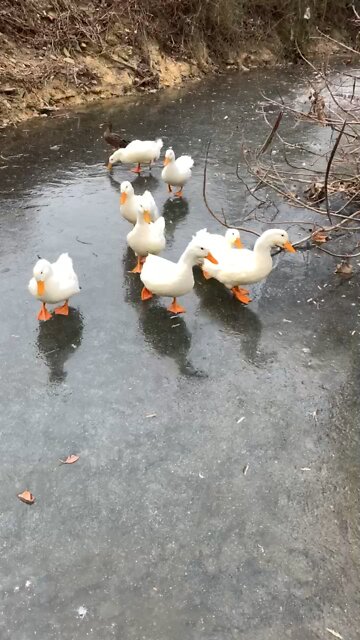 Ducks on Ice