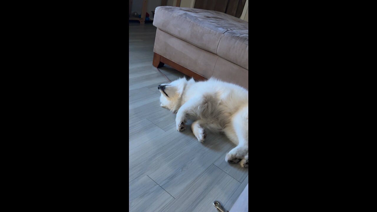 Silly sleeping Puppy while mama works