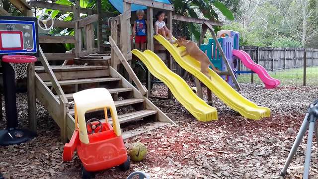 "Dog Overly Excited at Children’s Playground"