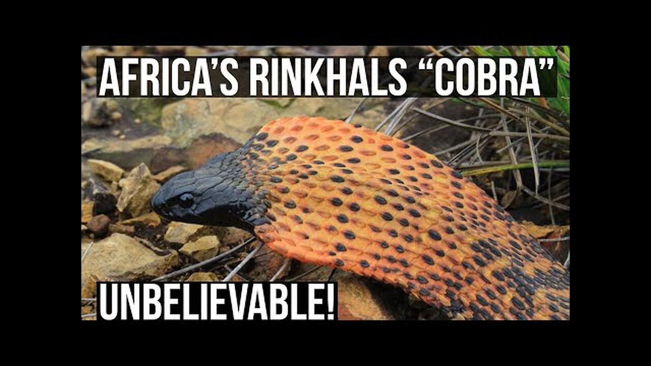 African Rinkhals Cobra