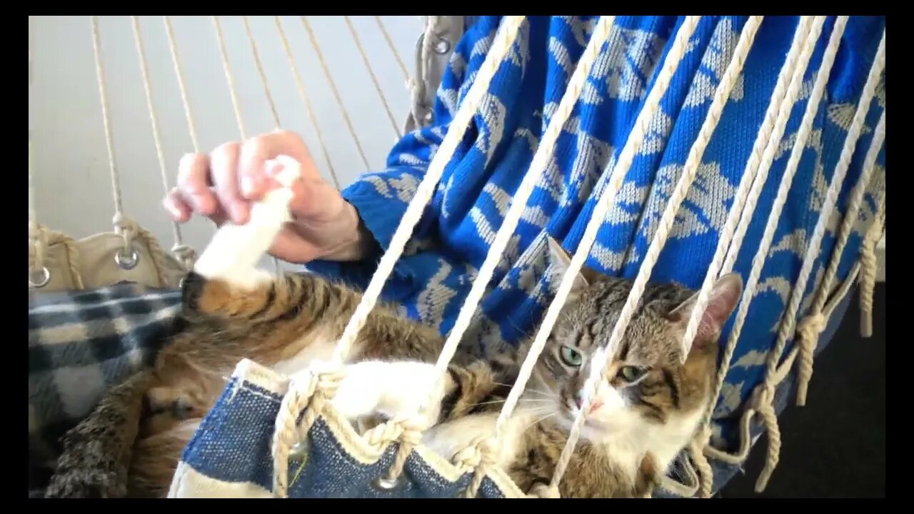 Cat Relaxes in My Arms