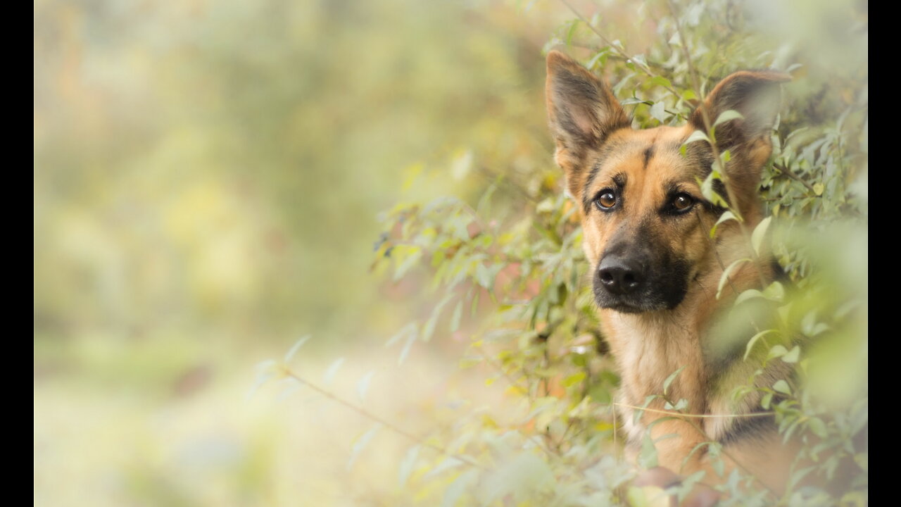 Compassionate dog, smart, kind dog