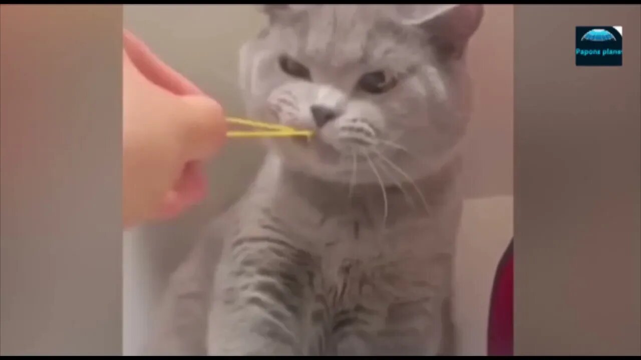 Funny Animal Videos 2023 Funniest Cats and Dogs