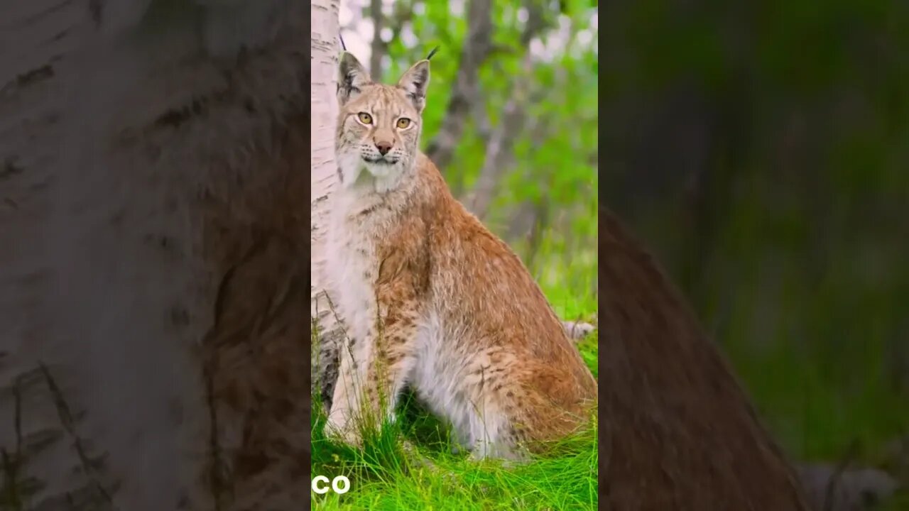 Conheça o Lince-euroasiático! Um dos maiores felinos do mundo 🌍 #shorts