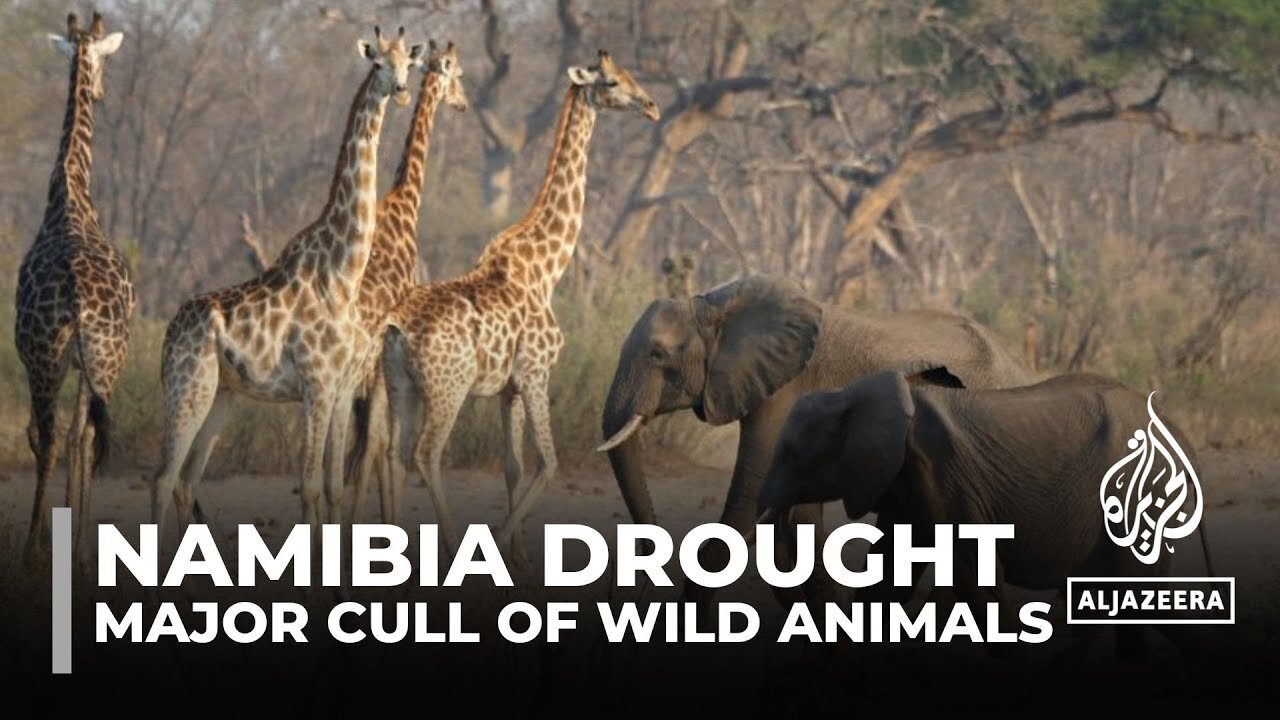 Namibia drought: Govt to cull 700 animals as part of relief programme