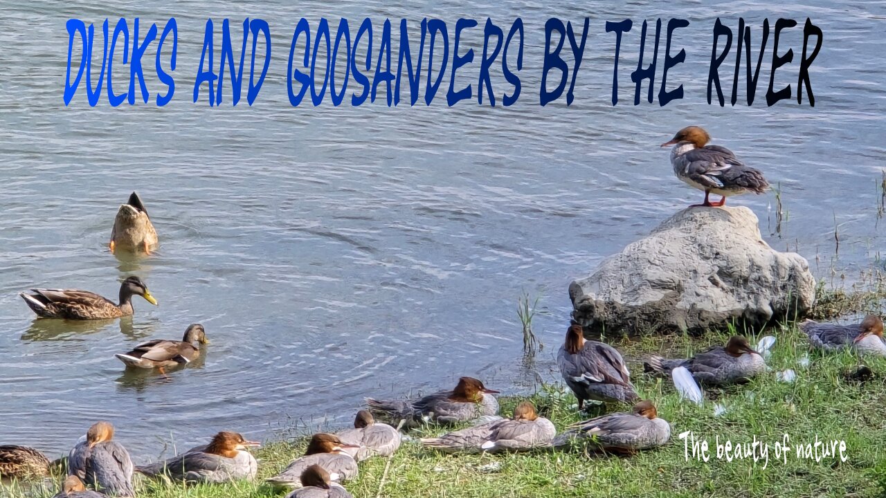 Ducks and goosanders on the river bank / beautiful water birds by the water.