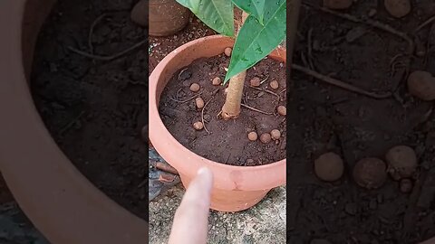 UM BOM DRENO PRA PLANTA EM VASO