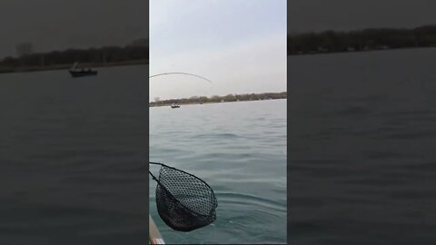 Doubled Down on Walleye