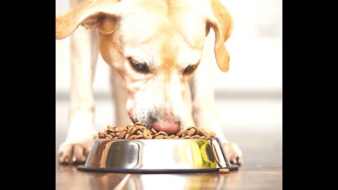 Making My Dogs Homemade Dog Treats