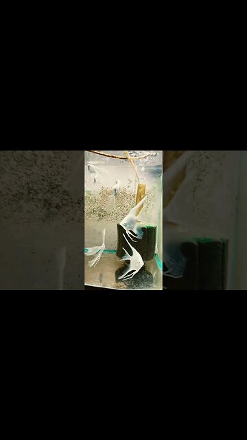 Platinum pearl scale Longfin veil tail angels 😇 #aquamalik #discus #aquarium #fish #fishez