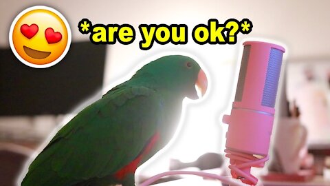 Bird Whispers Into Microphone for 5 Minutes Straight (to cure your sadness) with subtitles