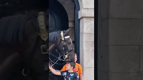Young boy bitten on the top of the head #horseguardsparade