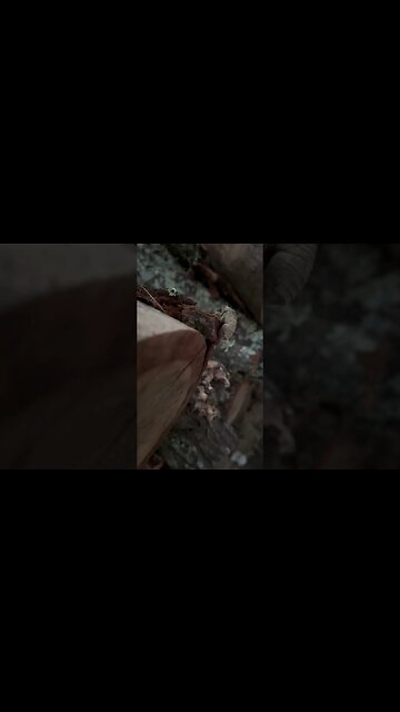 This is a cicada not a locus come to terms with it people