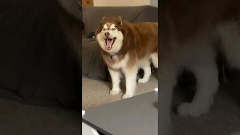 I also know how to sing