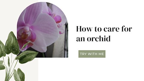 How to care for an orchid