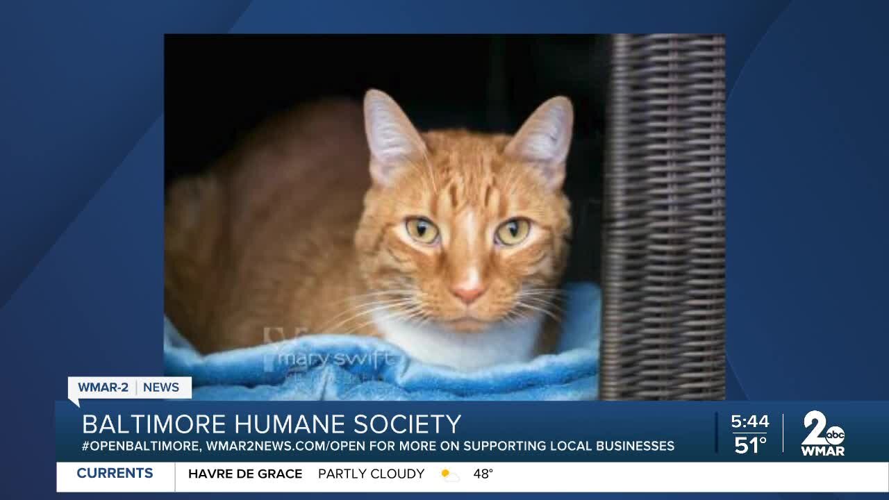 Raj the cat is up for adoption at the Baltimore Humane Society