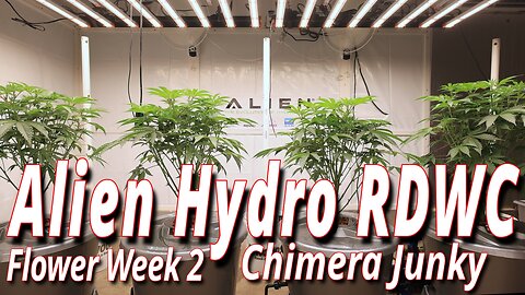 Alien RDWC In Flower Week 2: Spider Farmer SE7000 Full Garden Update