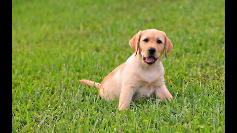 Funniest & Cutest Labrador Puppies Ever !