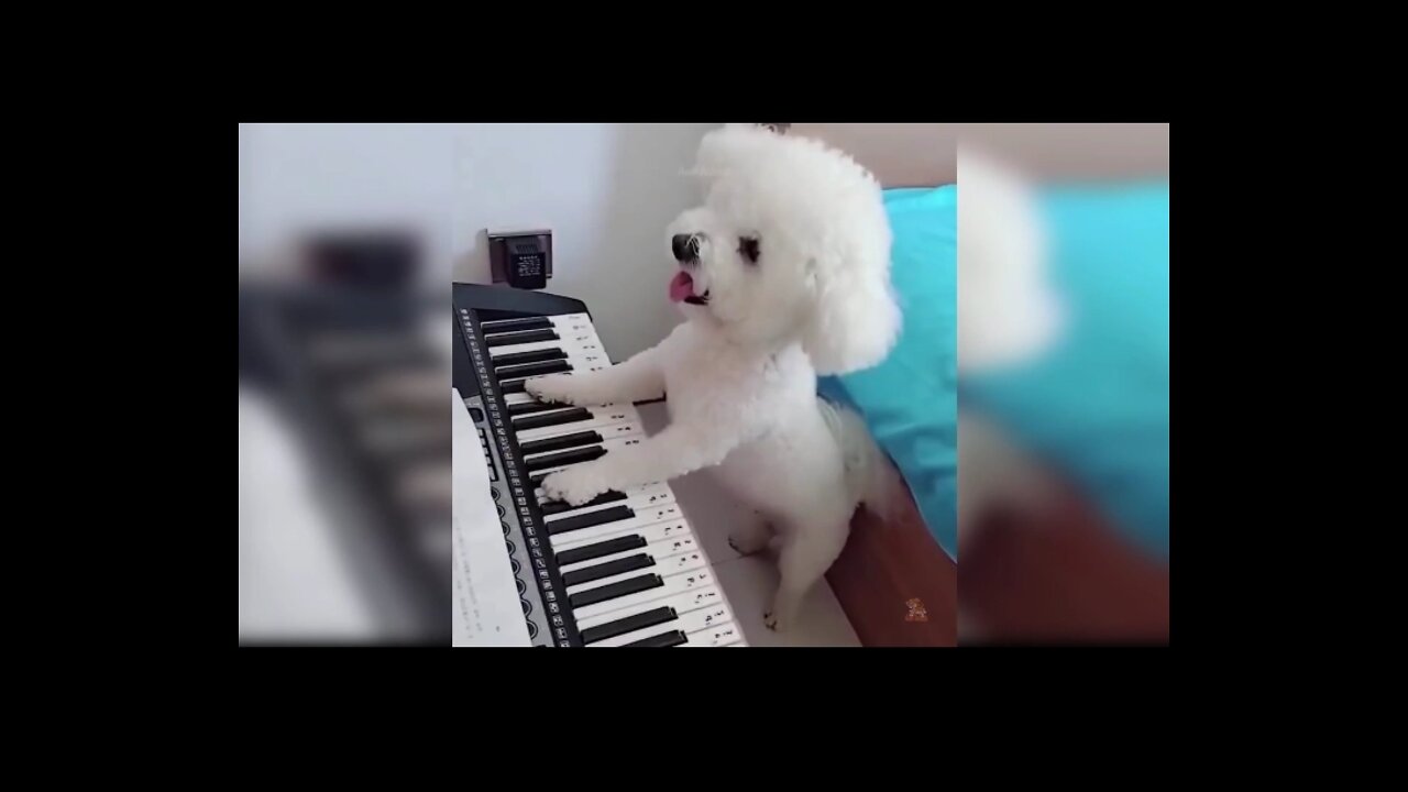 Pets that areTalented in playing instruments