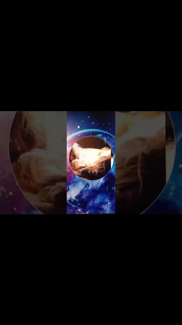 #dogshow , #animals , #dogs , #shorts