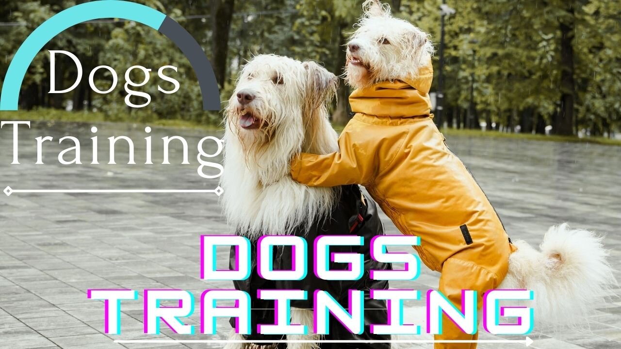 How to Skate With your Dog, Watch This BEFORE Skating With Your Doggo ! Dogs Training