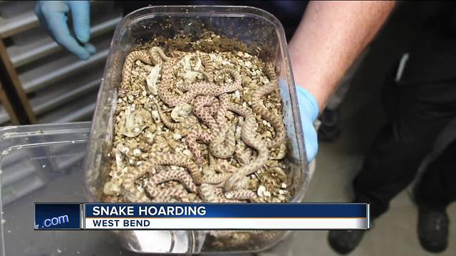 Hundreds of mice, snakes removed from West Bend home