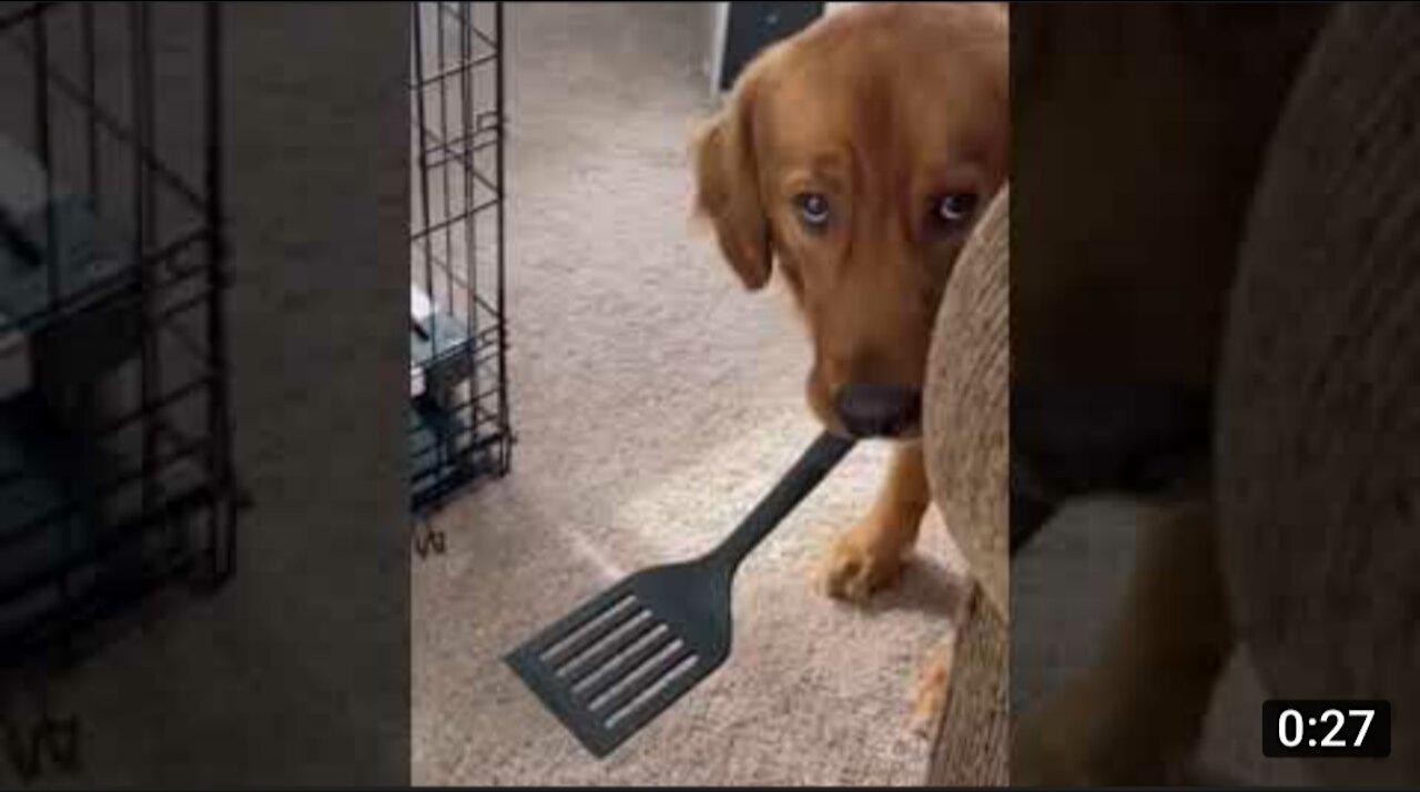 Golden Retriever dog reacting as a very innocent 😄