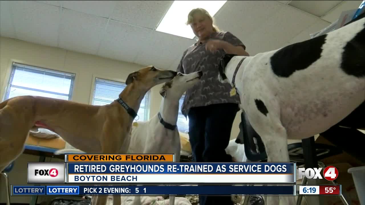 South Florida nonprofit retrains greyhounds for life after racing