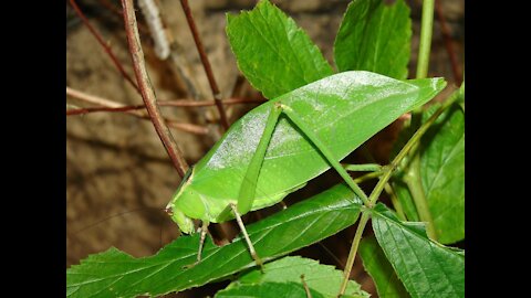 Noisy! Giant Grumpy Grasshopper!