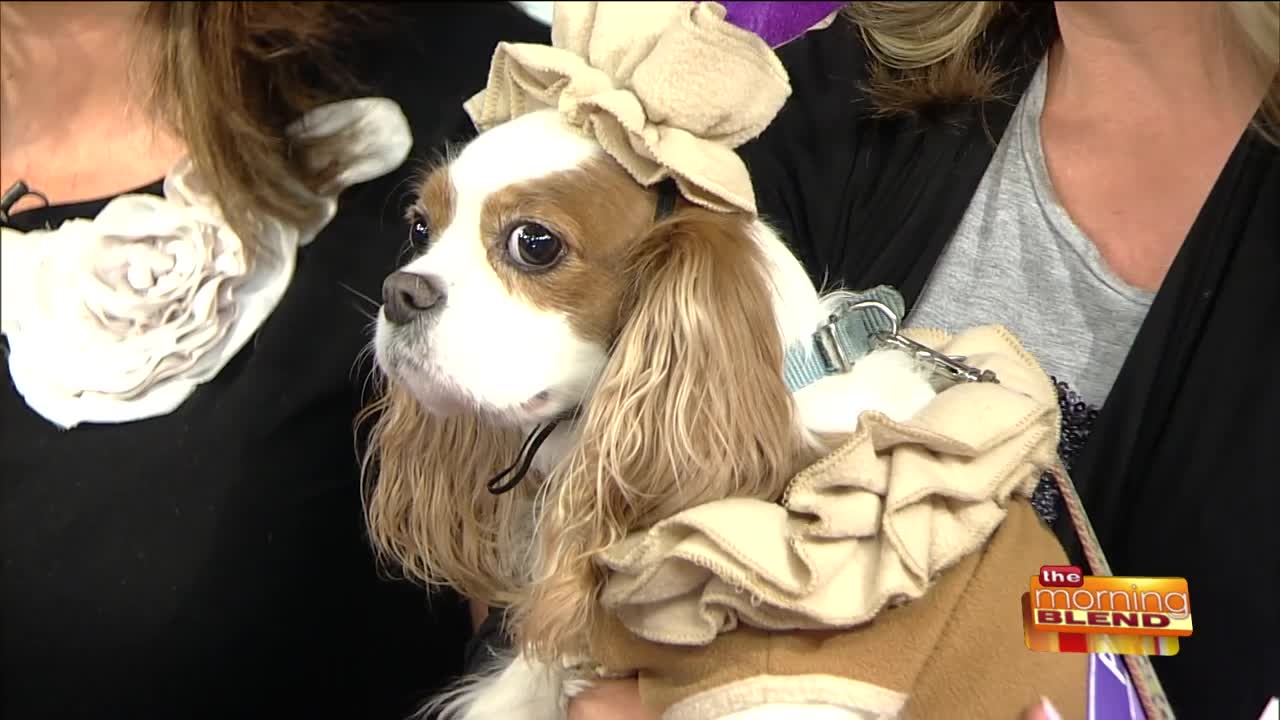 Previewing Petfest with Pups on Parade!