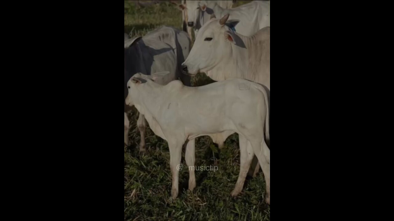 Tipografia de cavalo