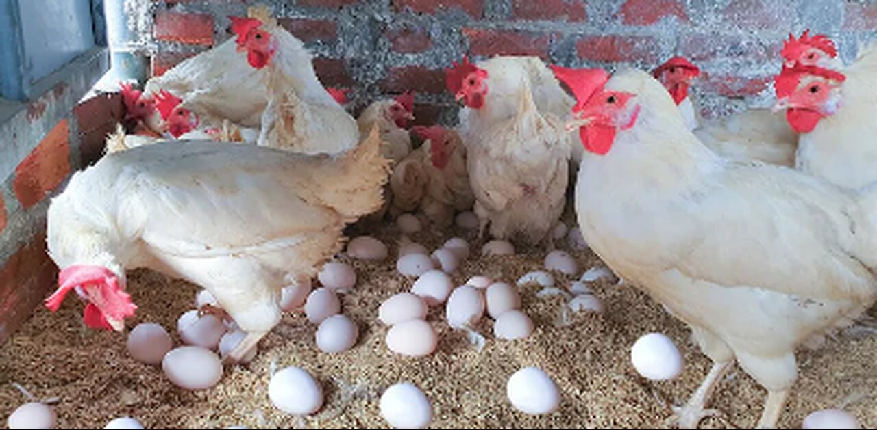 "Happy Hen Haven: Chicken Care Tips and Tales"