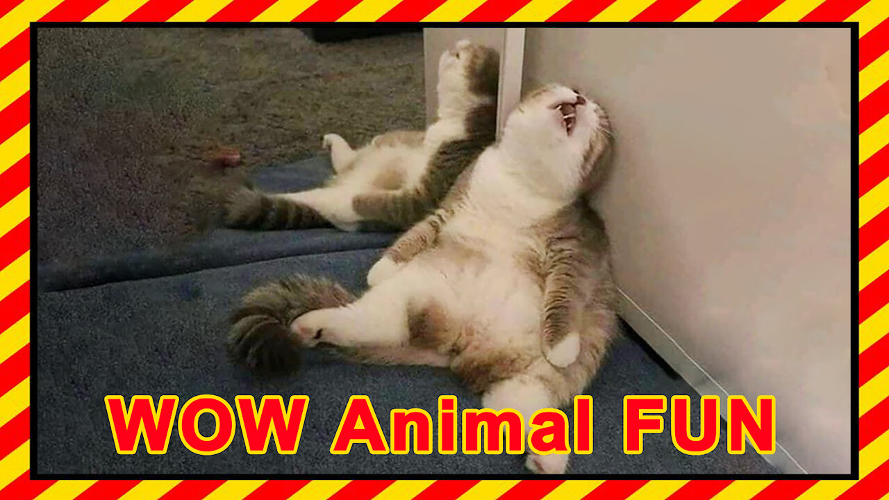 Funny Animal | Try Not To Laugh | Funniest Animals Compilation # 5 | WOW Animal FUN