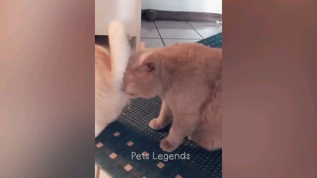 New funny cats and dogs video