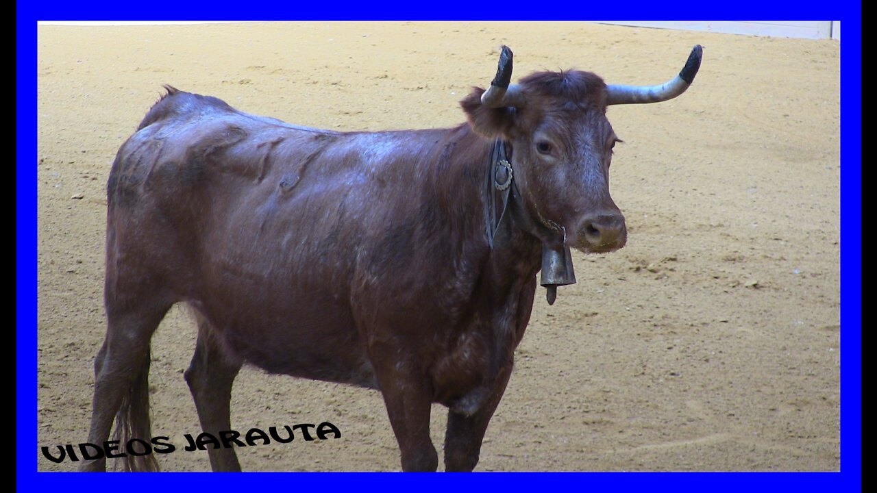 ARNEDO ( LA RIOJA ) VACAS PLAZA ( SABADO 19 MARZO 2022 ) EULOGIO