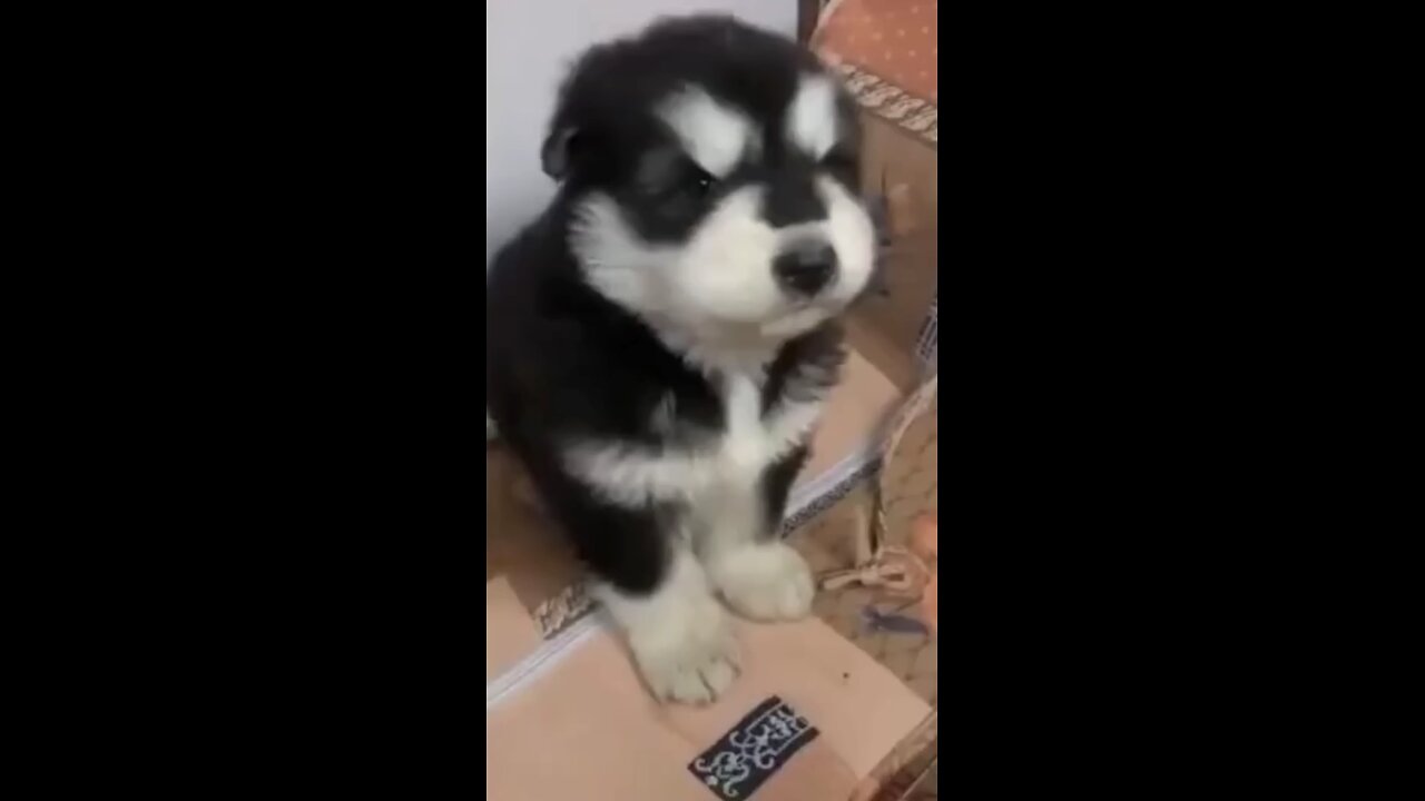 #dog #dogsofinstagram #dogs #puppy #doglover #dogstagram #dogoftheday #doglife #instadog #doglovers
