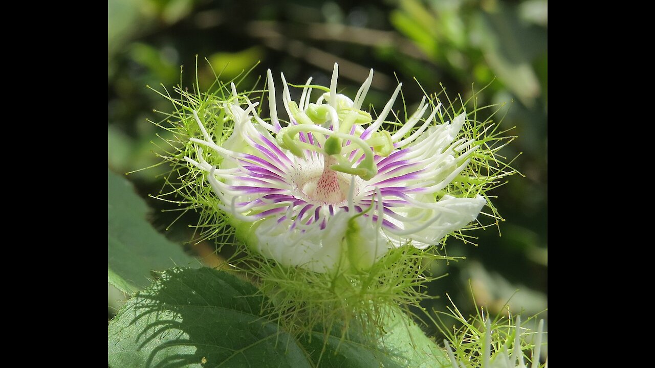 Wild Passion Fruit