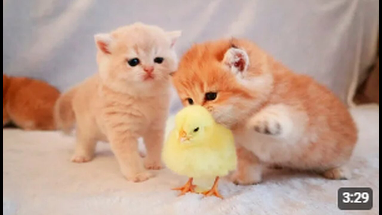 Kittens walk with a tiny chicken