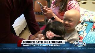 Toddler battling leukemia wants his dog back