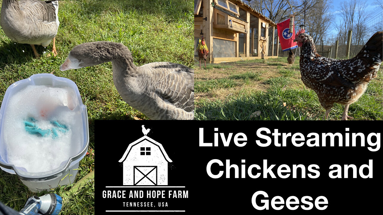 Live Streaming Chickens and Geese with Ambient Sound | Petra's Flock