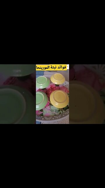 فوائد نبتة المورينحا لتسمينالدجاج و الطيور و الحمام الزاجل