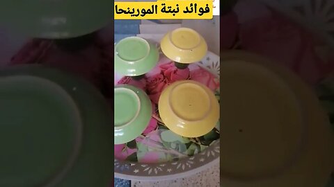 فوائد نبتة المورينحا لتسمينالدجاج و الطيور و الحمام الزاجل