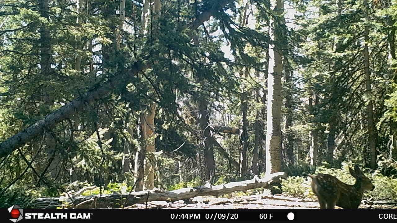 Playful Fawn leaps across then is joined by Doe.